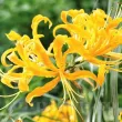 lycoris aurea bulbi primavara flori exotice 110x110