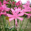 Bulbi Nerine Bowdenii (Amaryllidacee) nerine bowdenii bulbi primavara flori roz 110x110