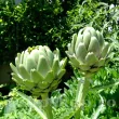 Bulbi Anghinare plantare anghinare cynara cardunculus pret 110x110
