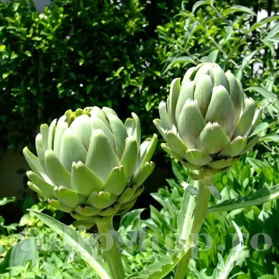 plantare anghinare cynara cardunculus pret