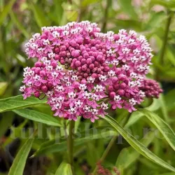 Bulbi Asclepias Incarnata Soul Mate (Iarba Fluturilor)