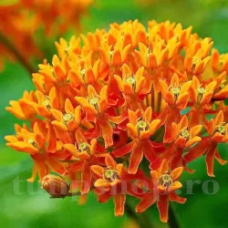 Bulbi Asclepias Tuberosa (Iarba Fluturilor)