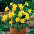 plantare bulbi chlidanthus fragrans pret 110x110