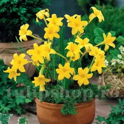 Bulbi Chlidanthus Fragrans