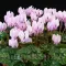 Bulbi Cyclamen Hederofolium