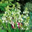 plantare bulbi galtonia candicans pret online 110x110