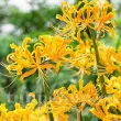 plantare bulbi lycoris aurea pret online 110x110