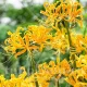 plantare bulbi lycoris aurea pret online