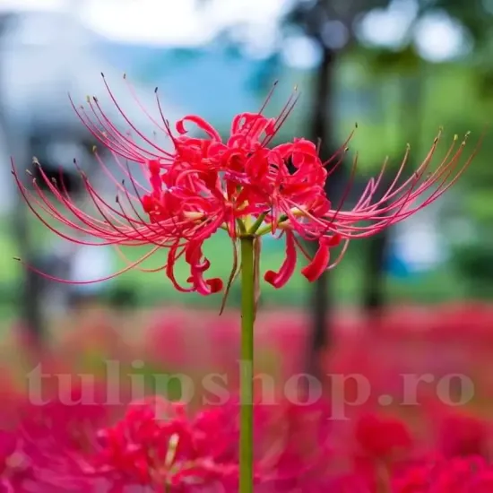 plantare bulbi lycoris radiata pret online