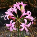 Bulbi Nerine Bowdenii (Amaryllidacee)