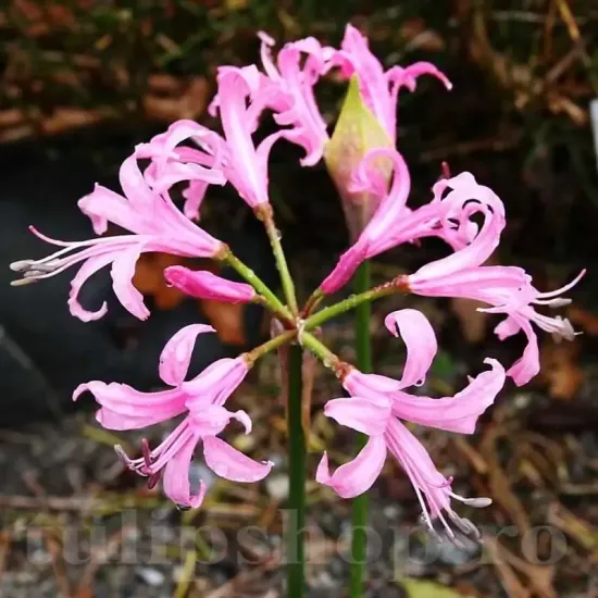 plantare bulbi nerine bowdenii pret online
