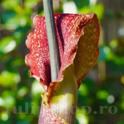 Bulbi Sauromatum Venosum