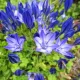 Bulbi Triteleia Queen Fabiola (Brodiaea) plantare bulbi triteleia queen fabiola pret online