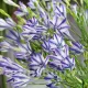 plantare bulbi triteleia rudy pret online