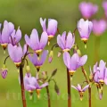 Bulbi Dodecatheon Queen Victoria