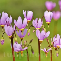 Bulbi Dodecatheon Queen Victoria