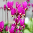 Bulbi Dodecatheon Red Wing plantare dodecatheon red wings perena pret 110x110