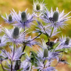 Bulbi Eryngium Alpinum