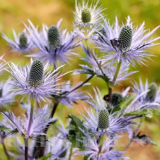 plantare eryngium alpinum rizomi pret