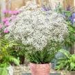 Bulbi Gypsophila Alba plantare gypsophila alba rizomi pret 110x110