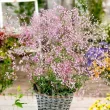 plantare gypsophila rosea rizomi pret 110x110