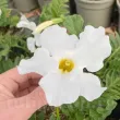 Bulbi Incarvillea Alba plantare incarvillea alba rizomi gradina pret 110x110
