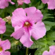 Bulbi Incarvillea Rosea plantare incarvillea rosea rizomi pret 110x110