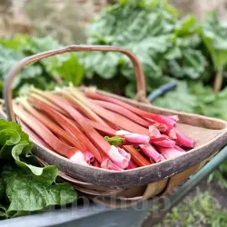 Bulbi Rubarba Red Champagne