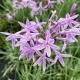 plantare tulbaghia silver lace rizomi pret
