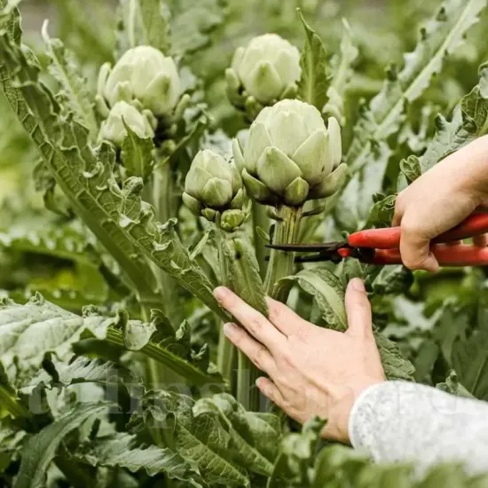 radacini anghinare cynara cardunculus primavara