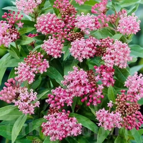 radacini asclepias incarnata soul mate roz intens