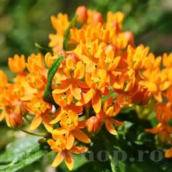 Bulbi Asclepias Tuberosa (Iarba Fluturilor)