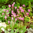 radacini dodecatheon queen victoria roz primavara 110x110