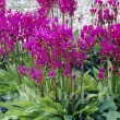 Bulbi Dodecatheon Red Wing radacini dodecatheon red wings rosu primavara 110x110