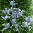 radacini eryngium alpinum albastru primavara 110x110
