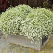 Bulbi Gypsophila Alba radacini gypsophila alba iarba miresei alb 110x110