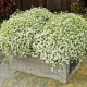 radacini gypsophila alba iarba miresei alb