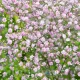 radacini gypsophila rosea roz iarba miresei