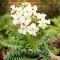 Bulbi Incarvillea Alba