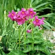 Bulbi Incarvillea Rosea radacini incarvillea rosea crin chinezesc roz 110x110