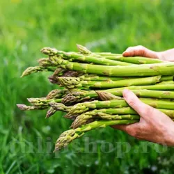 Bulbi Sparanghel Gijnlim