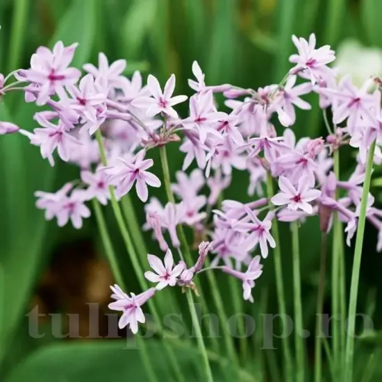 radacini tulbaghia silver lace foliaj variegat