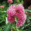 Bulbi Asclepias Incarnata Soul Mate (Iarba Fluturilor) rizomi asclepias soul mate perena parfumata 110x110