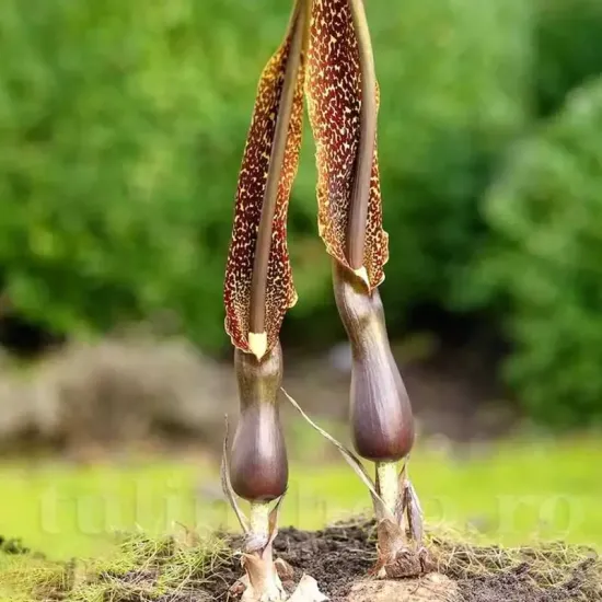 sauromatum venosum bulbi primavara floare monstru