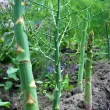 Bulbi Sparanghel Gijnlim sparanghel gijnlim rizomi plantare gradina 110x110