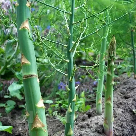 sparanghel gijnlim rizomi plantare gradina