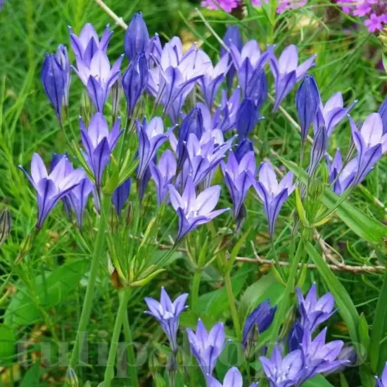 Bulbi Triteleia Queen Fabiola (Brodiaea) triteleia queen fabiola bulbi primavara flori gradina