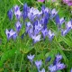 Bulbi Triteleia Queen Fabiola (Brodiaea) triteleia queen fabiola bulbi primavara flori gradina