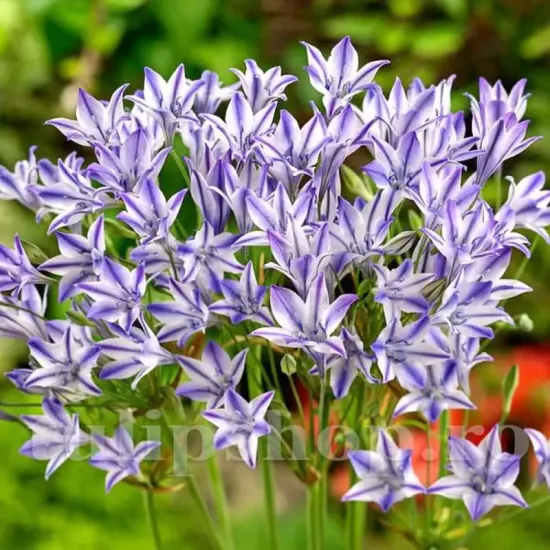 triteleia rudy bulbi primavara flori gradina