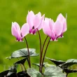 tuberculi cyclamen hederifolium perena rezistenta 110x110